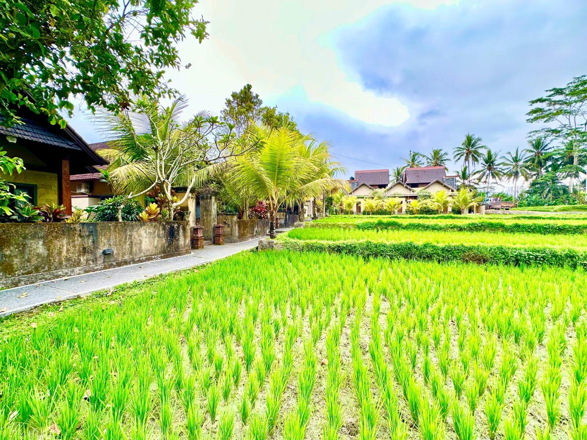 Dupa Ubud Екстер'єр фото