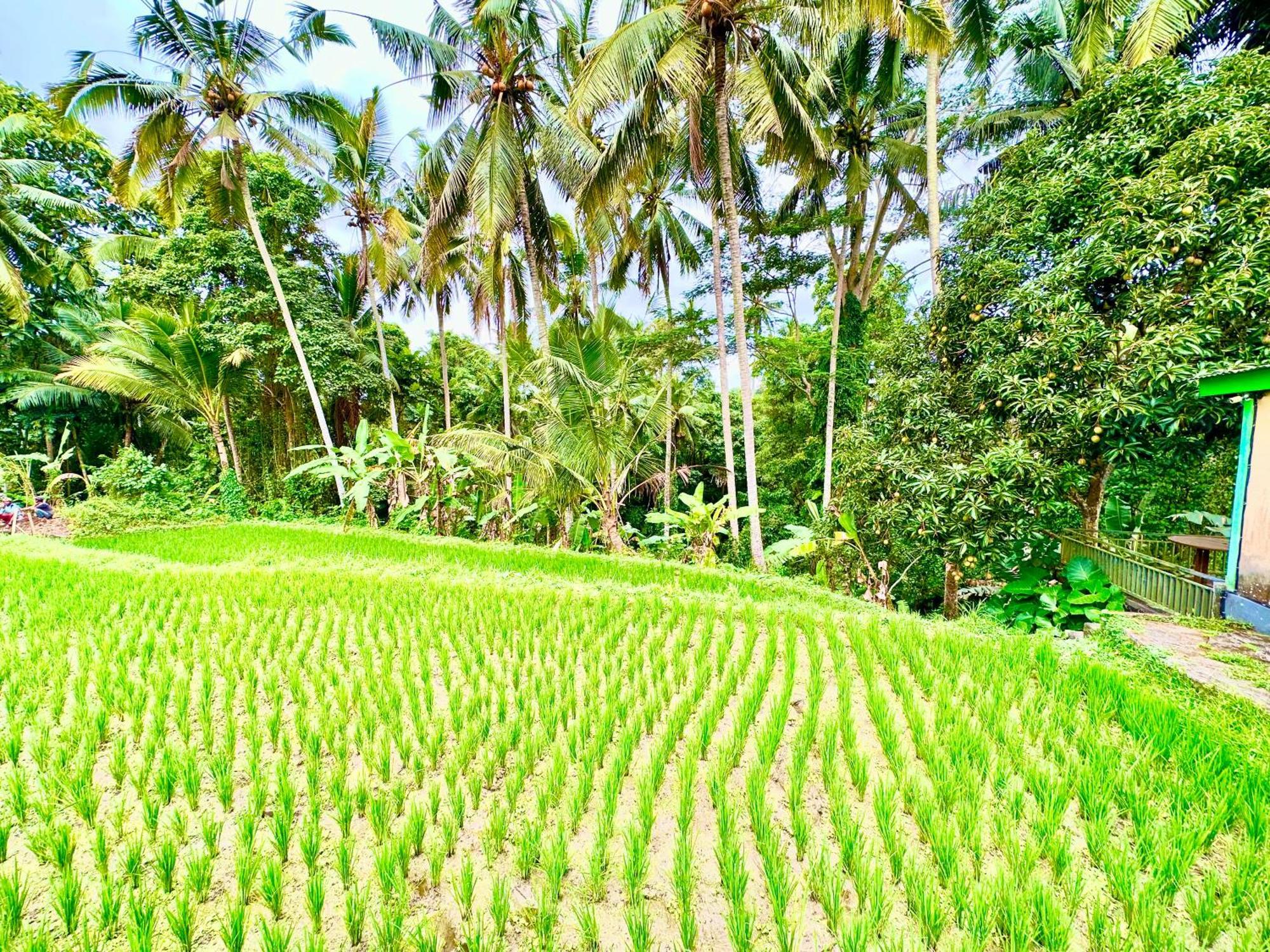 Dupa Ubud Екстер'єр фото